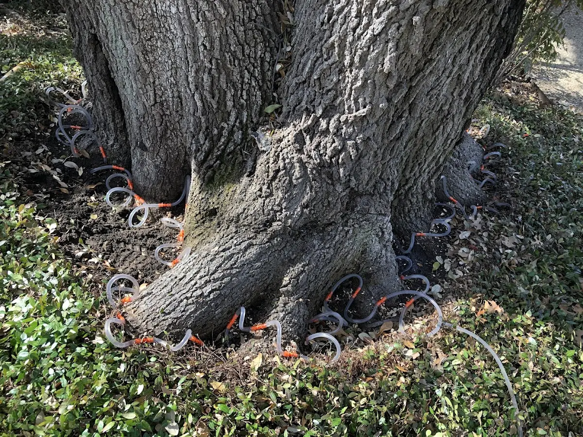 Detailed Tree Cabling and Bracing job site in Electric City